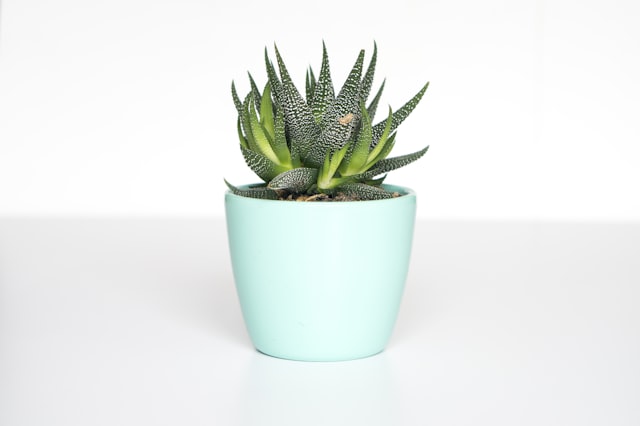 A low-maintenance succulent in a mint-green pot on a white surface